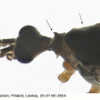Pseudolimnophila (Pseudolimnophila) lucorum : body part(s) - head and antenna