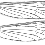 Pseudolimnophila (Pseudolimnophila) lucorum : wing