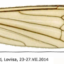 Pseudolimnophila (Pseudolimnophila) lucorum : wing