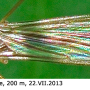 Pseudolimnophila (Pseudolimnophila) sepium : habitus - female