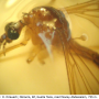 Pseudolimnophila (Pseudolimnophila) sepium : body part(s) - head and thorax