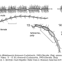 Rhabdomastix (Rhabdomastix) hirticornis : body part(s) - antenna Rhabdomastix (Rhabdomastix) hirticornis : body part(s) - antenna