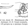Rhabdomastix (Rhabdomastix) hirticornis : ovipositor Rhabdomastix (Rhabdomastix) hirticornis : ovipositor
