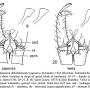 Rhabdomastix (Rhabdomastix) japonica : hypopygium Rhabdomastix (Rhabdomastix) japonica : hypopygium