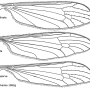 Rhabdomastix (Rhabdomastix) laeta : wing