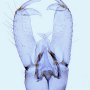 Rhabdomastix (Rhabdomastix) laetoidea : hypopygium Rhabdomastix (Rhabdomastix) laetoidea : hypopygium