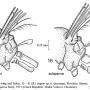 Rhabdomastix (Rhabdomastix) subparva : body part(s) - thorax