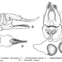 Rhabdomastix (Rhabdomastix) subparva : ovipositor