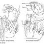 Rhamphophila sinistra : hypopygium