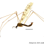 Rhipidia (Rhipidia) maculata : habitus - male