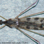 Rhipidia (Rhipidia) maculata : habitus - male