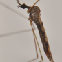 Rhipidia (Rhipidia) maculata : habitus - male