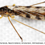 Rhipidia (Rhipidia) maculata : habitus - male