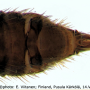 Rhipidia (Rhipidia) maculata : ovipositor