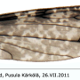 Rhipidia (Rhipidia) maculata : wing