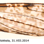Rhipidia (Rhipidia) maculata : wing