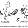Rhipidia (Rhipidia) punctiplena : body part(s) - antenna