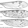 Rhipidia (Rhipidia) uniseriata uniseriata: wing