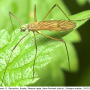 Rhypholophus bifurcatus : habitus - female Rhypholophus bifurcatus : habitus - female