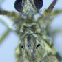 Rhypholophus bifurcatus : body part(s) - head and thorax Rhypholophus bifurcatus : body part(s) - head and thorax