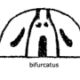 Rhypholophus bifurcatus : body part(s) - thorax