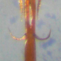 Rhypholophus bifurcatus : hypopygium