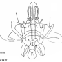 Rhypholophus bifurcatus : hypopygium