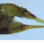 Rhypholophus bifurcatus : ovipositor