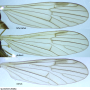 Rhypholophus bifurcatus : wing