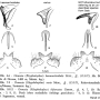 Rhypholophus haemorrhoidalis : hypopygium