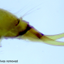 Rhypholophus haemorrhoidalis : ovipositor