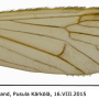 Rhypholophus haemorrhoidalis : wing