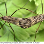 Rhypholophus varius : habitus - copula