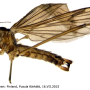 Rhypholophus varius : habitus - male