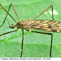 Rhypholophus varius : habitus - male