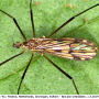 Rhypholophus varius : habitus - male