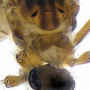 Rhypholophus varius : body part(s) - head and thorax