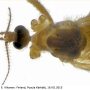 Rhypholophus varius : body part(s) - head and thorax