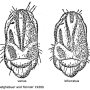 Rhypholophus varius : body part(s) - thorax