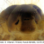 Rhypholophus varius : body part(s) - thorax