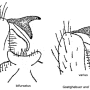 Rhypholophus varius : hypopygium