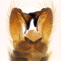 Rhypholophus varius : hypopygium