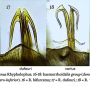 Rhypholophus varius : hypopygium