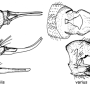 Rhypholophus varius : ovipositor