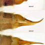 Rhypholophus varius : ovipositor