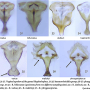 Rhypholophus varius : ovipositor