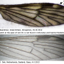 Rhypholophus varius : wing