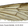 Rhypholophus varius : wing