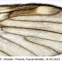 Rhypholophus varius : wing