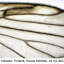 Rhypholophus varius : wing